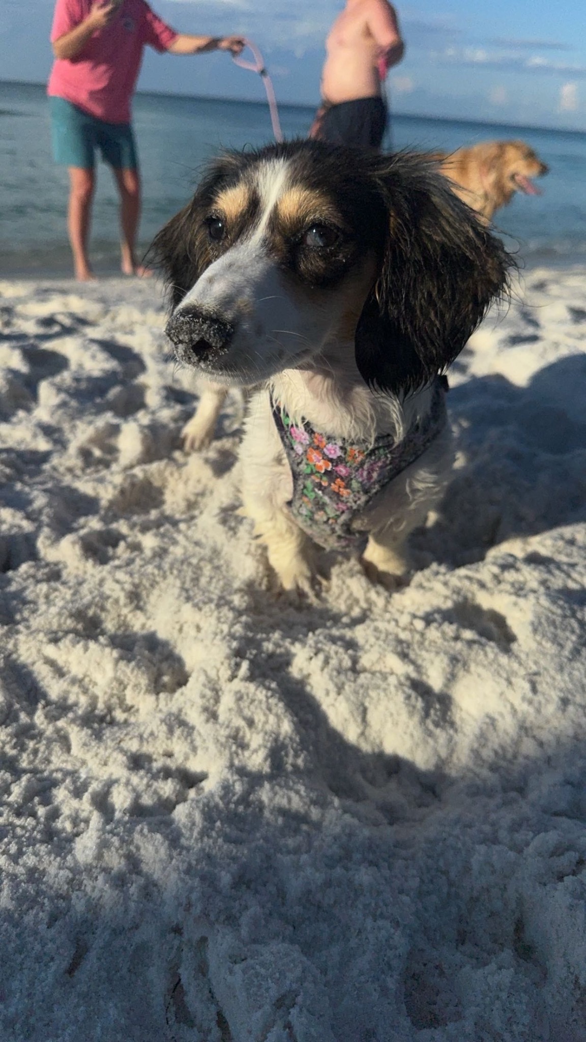 Willow wearing a floral bandana at the beach