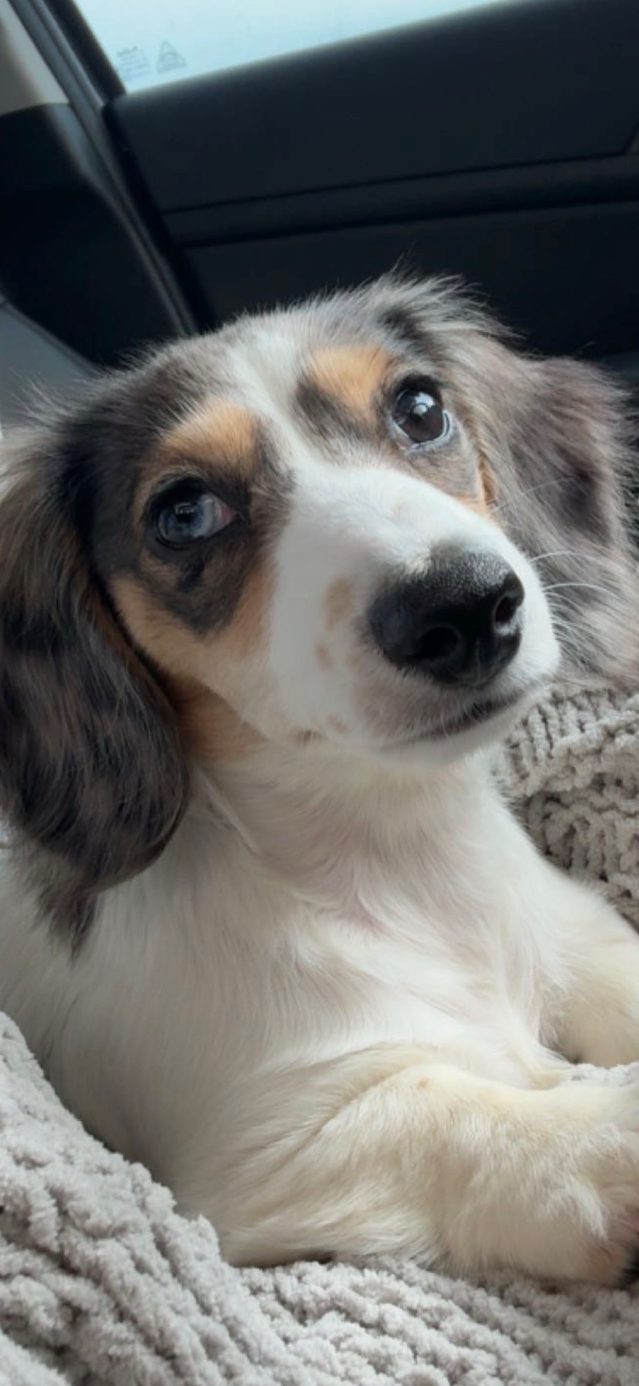 Willow, a miniature dachshund curled up on a blanket